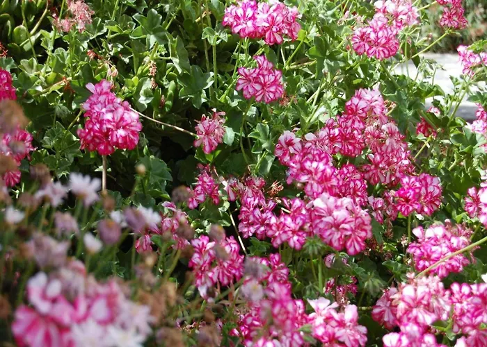 Sofia House With Pool In Granadilla de Abona